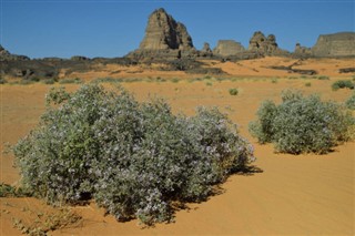 Algeriet vejrudsigt