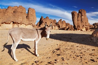 Algeriet vejrudsigt