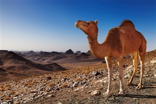 Algérie prévisions météorologiques