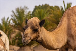 Algeriet vejrudsigt