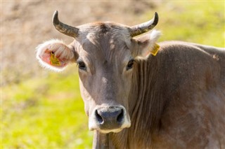 Andorra vejrudsigt