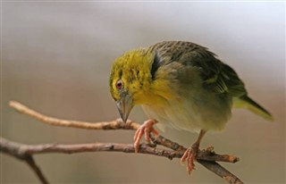Angora hava tahmini