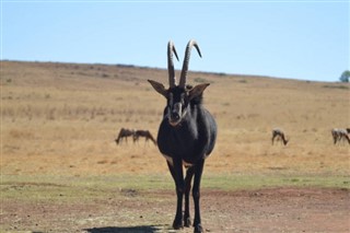Angora hava tahmini