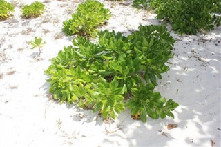 Anguilla hava tahmini