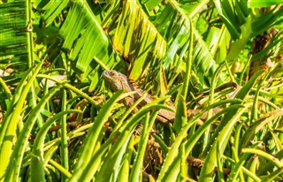 Anguilla Hava tahmini