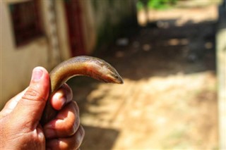 Anguilla vremenska prognoza