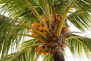 Anguilla vejrudsigt