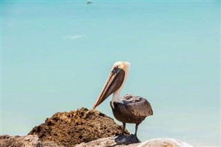 Aruba vejrudsigt