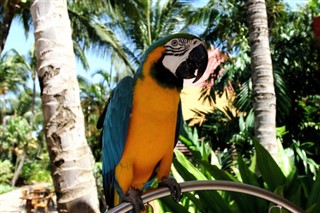 Aruba vejrudsigt
