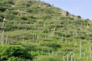 Aruba hava tahmini