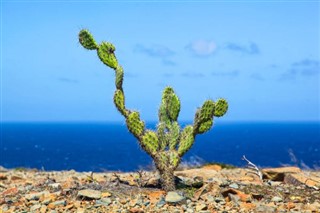 Aruba prévisions météorologiques