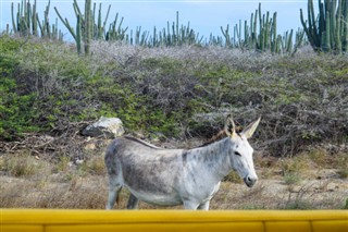 Aruba vejrudsigt