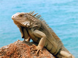 Aruba vejrudsigt