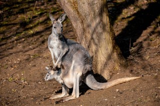 Australien vejrudsigt