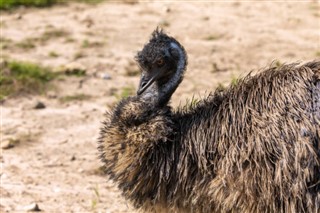 Australien vejrudsigt