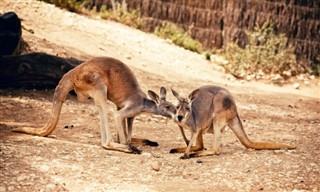 Australien vejrudsigt