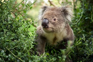 Australien vejrudsigt