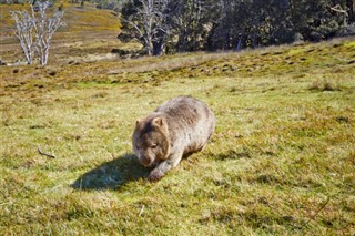 Australien vejrudsigt