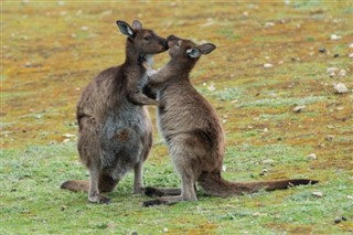 Australien vejrudsigt