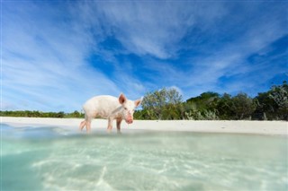 Bahamas vejrudsigt