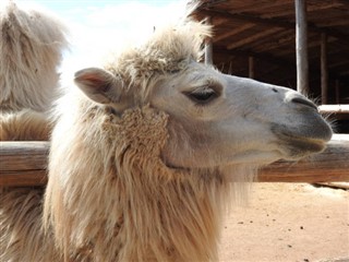 Bahrein vremenska prognoza