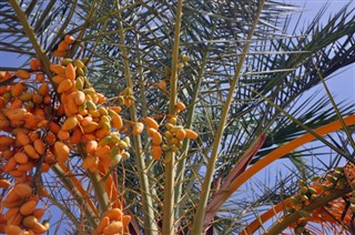 Bahrain vejrudsigt