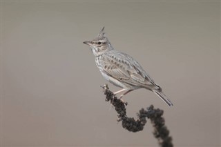 Bahrain vejrudsigt