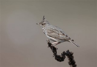 Bahrain vejrudsigt