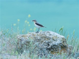 Bahrain vejrudsigt