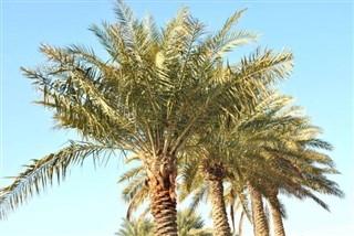 Bahrain vejrudsigt