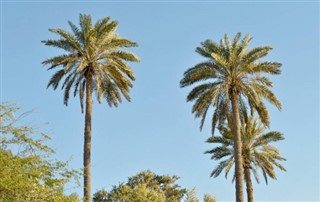 Bahrain vejrudsigt
