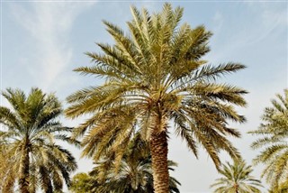 Bahrain vejrudsigt