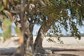 Bahrain vejrudsigt