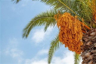 Bahreyn hava tahmini