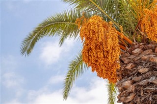 Bahrain vejrudsigt