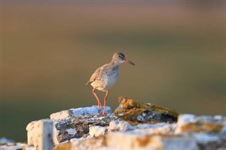 Bahrein vremenska prognoza