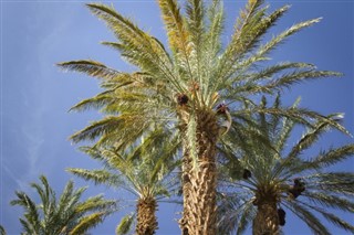 Bahrain vejrudsigt