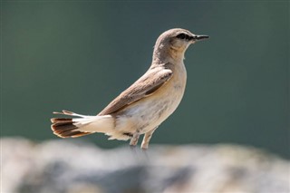 Bahrein időjárás-jelentés