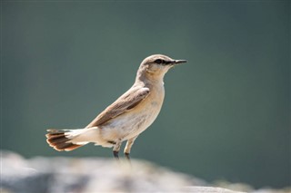 Bahreyn hava tahmini