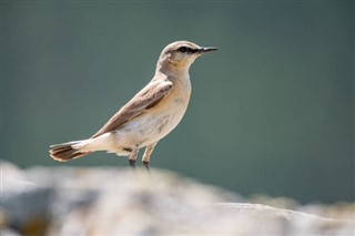 Bahrein időjárás-jelentés