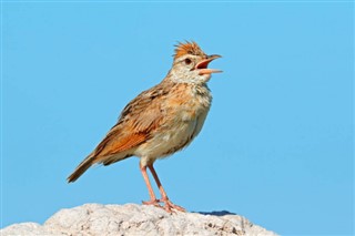 Bahrain vejrudsigt