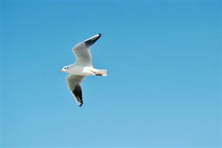 Bahrain vejrudsigt