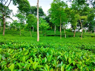 Bangladesh vejrudsigt