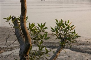 Bangladesch pronóstico del tiempo