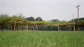 Bangladesh pronóstico del tiempo