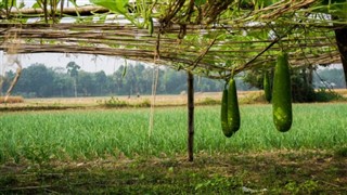 Bangladesh weather forecast