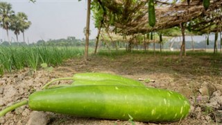 Bangladeş hava tahmini