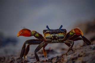Bangladesh prévisions météorologiques
