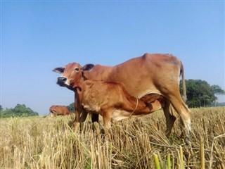 Bangladeş hava tahmini