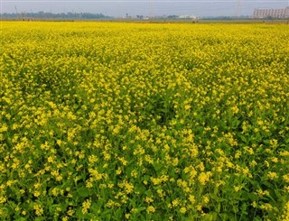 Bangladeş hava tahmini